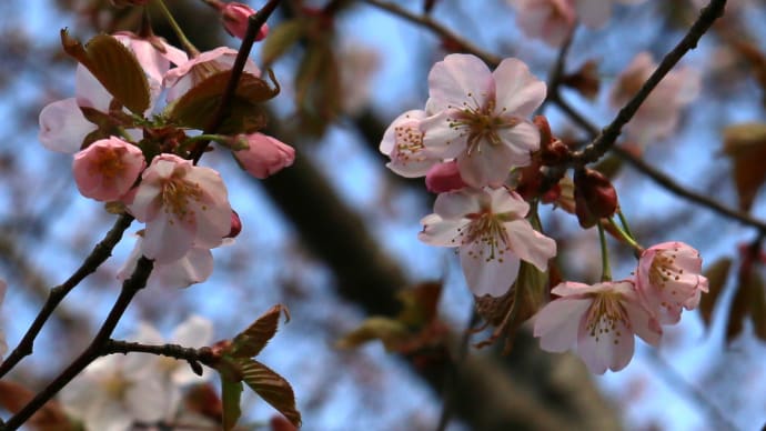 北海道の桜4-1