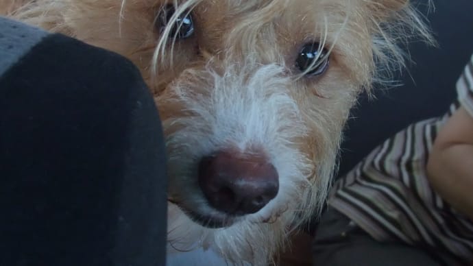リモート犬すもも 島根旅行その3