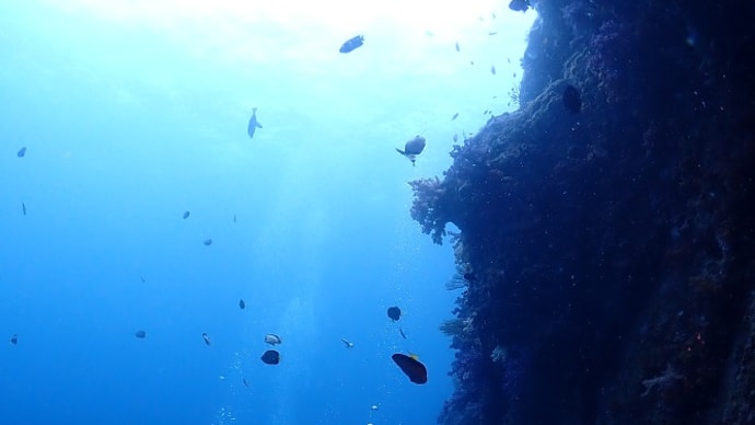 海からのお便り(^^)/