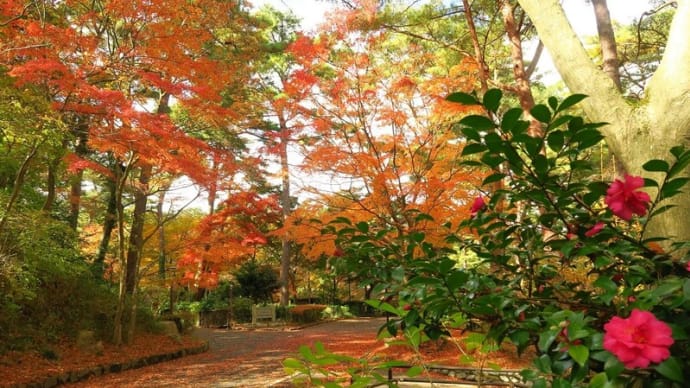 神戸・再度公園の紅葉