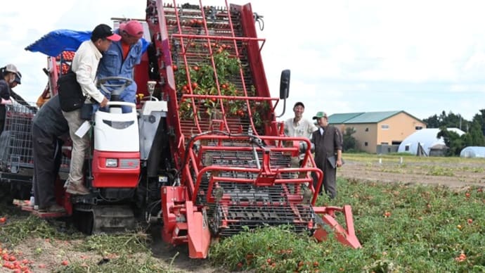 加工用トマト収穫作業