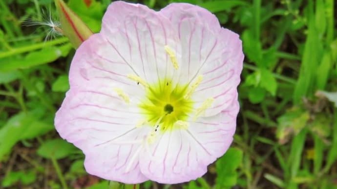 Oenothera speciosa