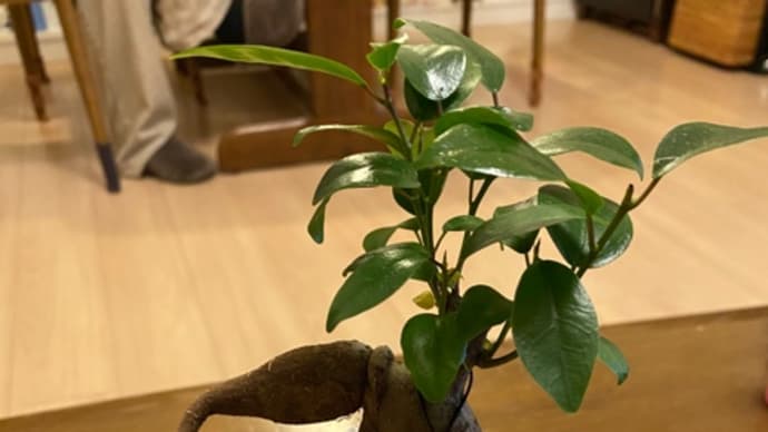 ご多幸の木