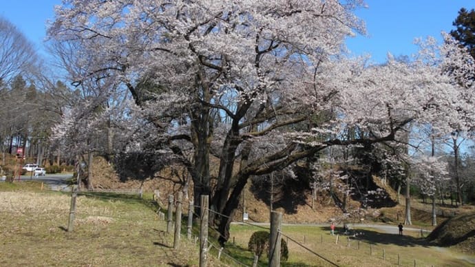 さくら満開 (寄居町・鉢形城のエドヒガン)