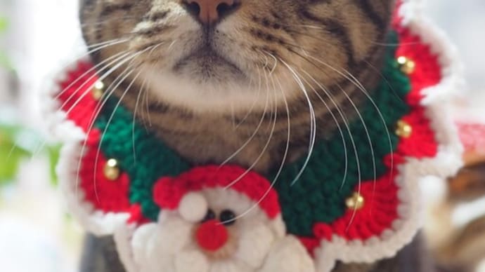クリスマスは４にゃんとのんびり過ごします