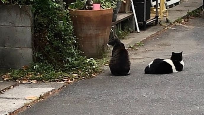 疑問集.122 またも猫