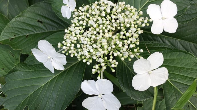 白い額紫陽花です。