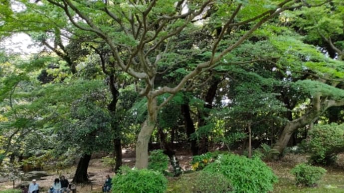日本庭園のほう…旧古河庭園2