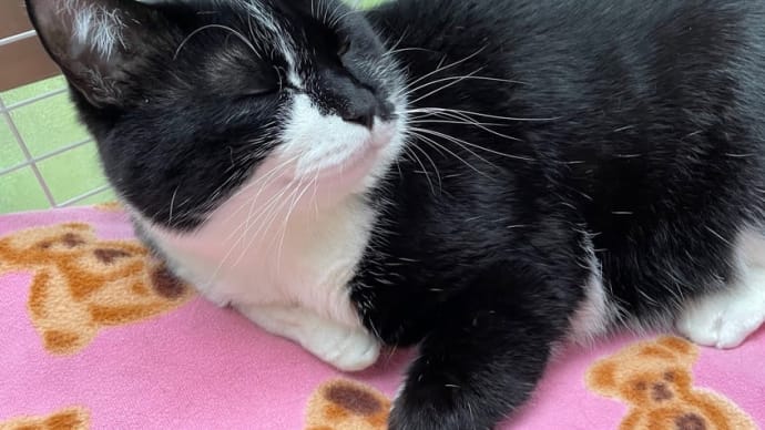 くろべえもほたちゃんも元気です🐈⬛