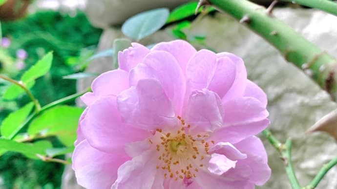 バラも花屋さんも秋色に!