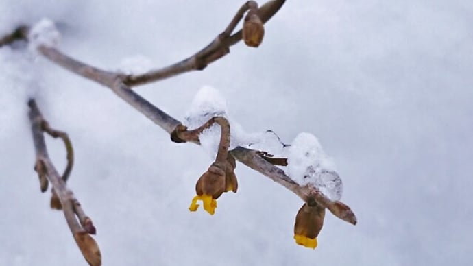 白い雪に映えるビタミンカラー「マンサク」の花