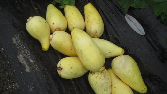完熟バナナマクワウリ　大量収穫始まる