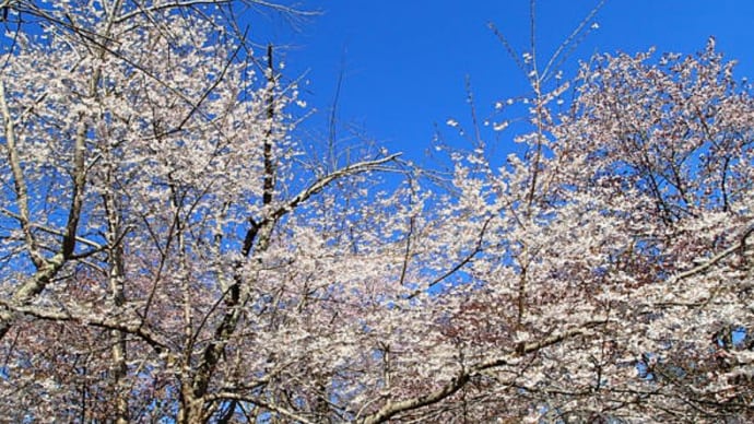 桜と青空