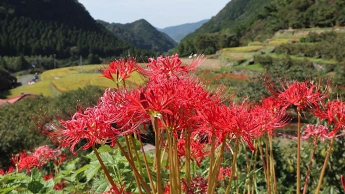 番所の棚田に咲く彼岸花