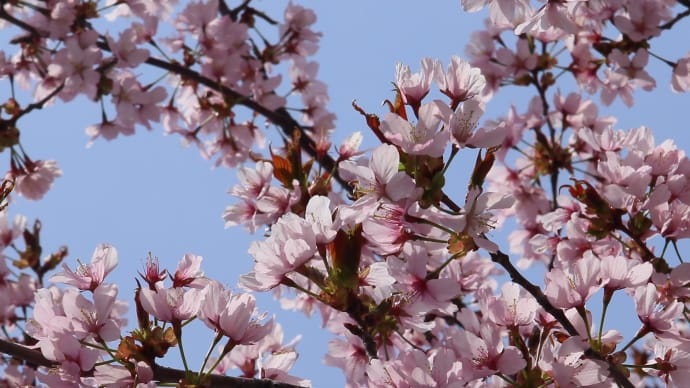 北海道の桜は五月、鯉のぼりと同時/1