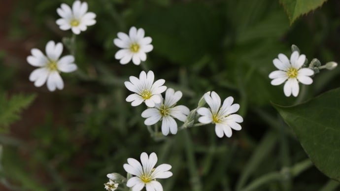 マイガーデンの癒しの白い花