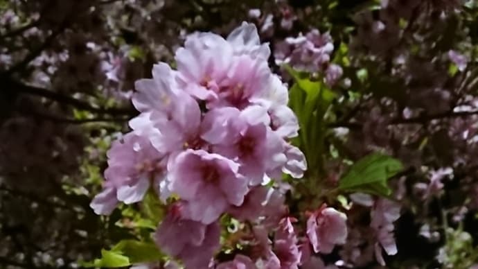 桜ぜんせん
