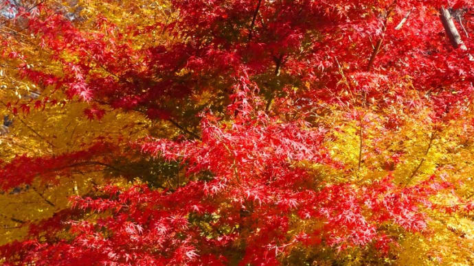 近くの公園の紅葉(23.11.28)