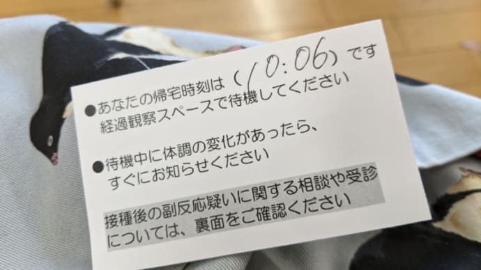 玉ねぎの植え付け