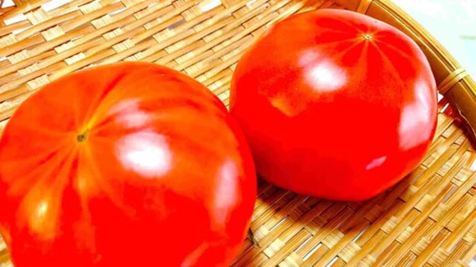 あの酸味が思い出 ファーストトマト