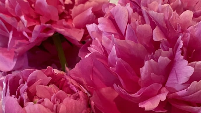 感謝を込めて「芍薬」の絵手紙を描く