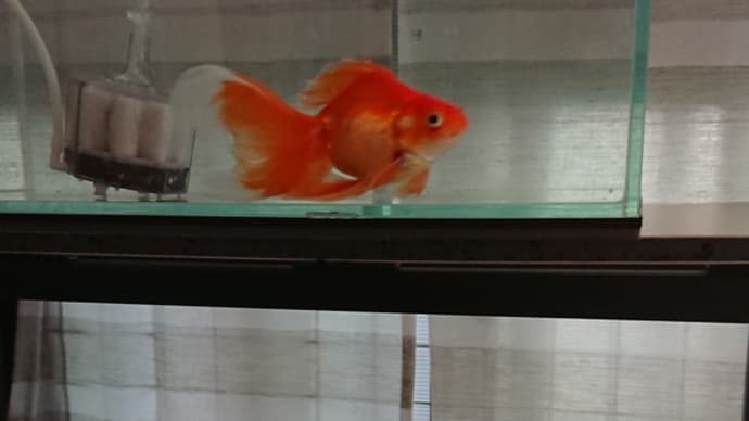 上下棲み分け