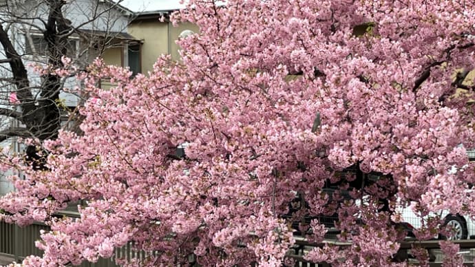 河津桜の花がポトポト🌸 仕業はインコ