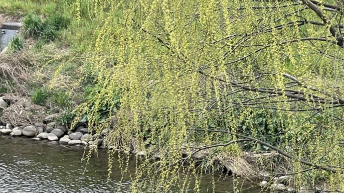 柳の芽