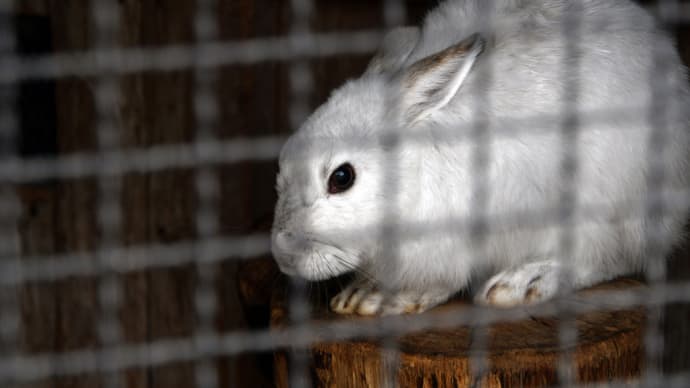 3種類のウサギさんが見られる多摩動物公園