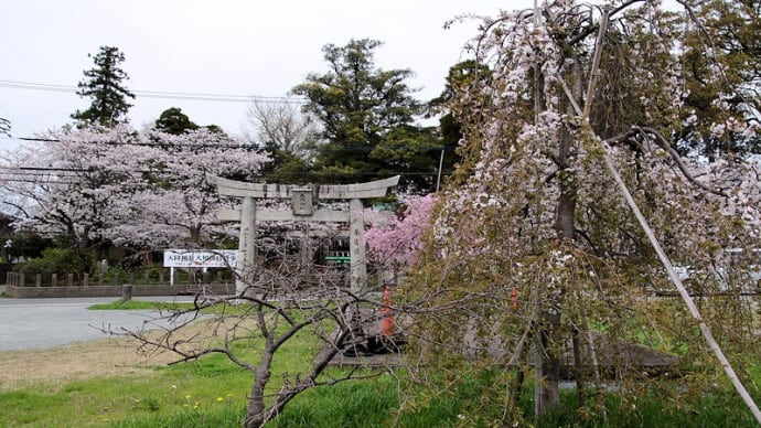 天降神社の桜