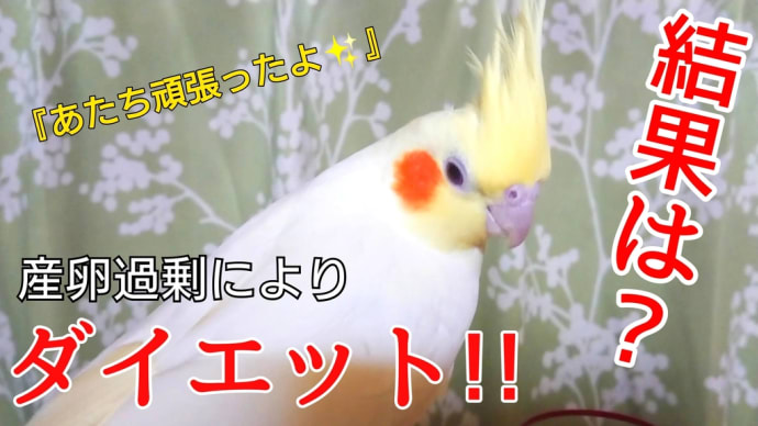 オズちゃん8日間のダイエット!!結果は!!