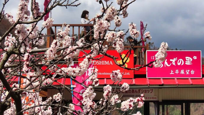 2025千曲市 あんずの里 あんずの花と北アルプス