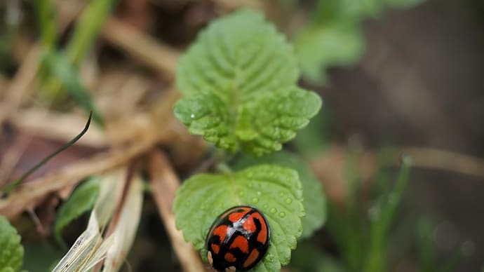 ★大型のカメノコテントウ🐞 2024