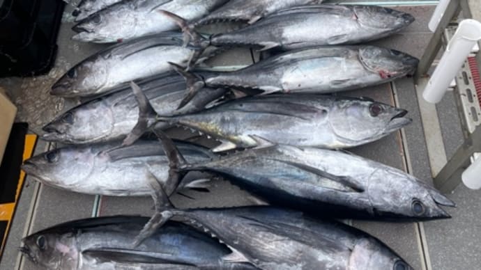 17日・釣果