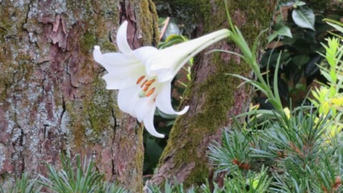 ☆松に寄り添う一輪のタカサゴユリ 好かれ嫌われ「旅する花」