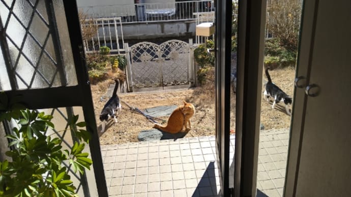 世界中の猫達が幸せでありますように✨