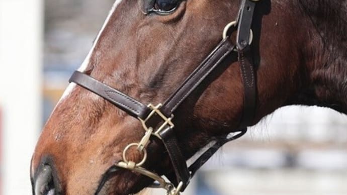 【ミスペンバリー’19】馬名はアシタカ、育成はじっくりと
