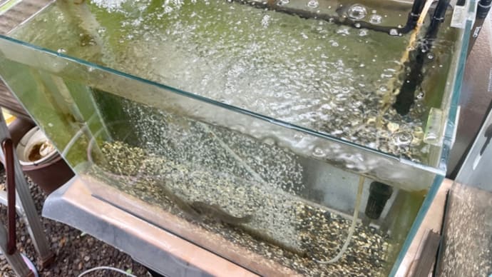 60センチ水槽の清掃