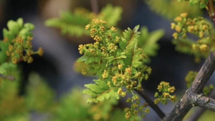 花山椒