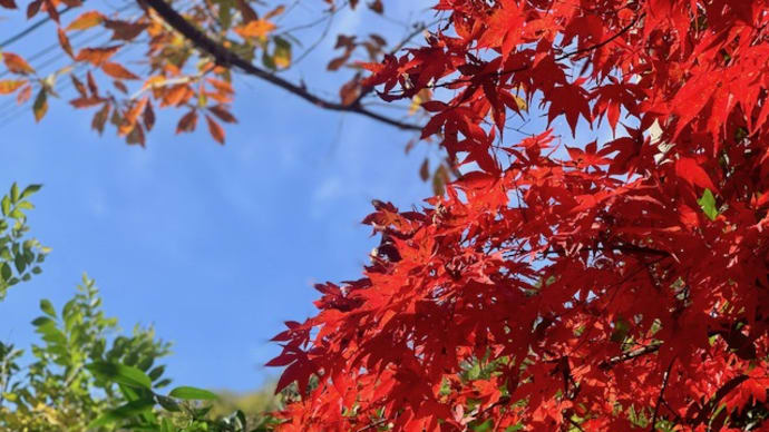 鎌倉の今年の紅葉は美しかった