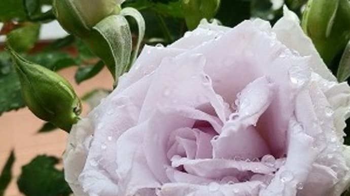 クラシカルな青薔薇グランブルー♬蔓バラもどんどん咲いています。