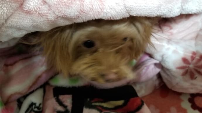 おにがふくきてやってきたぁ。。