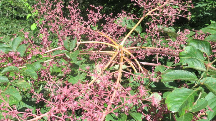 タラの(芽)木