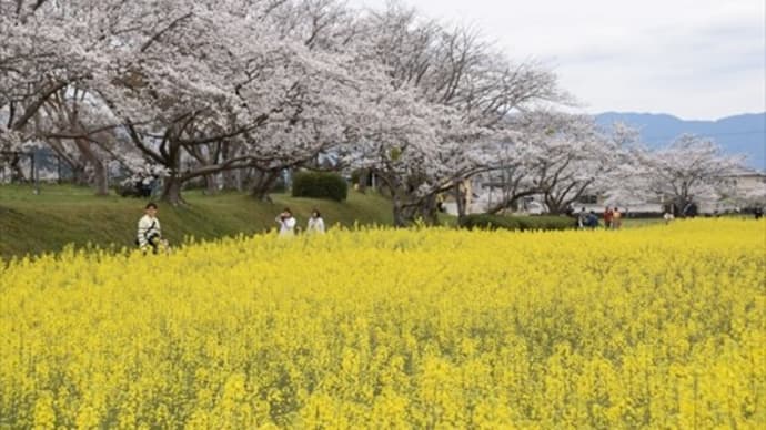藤原宮跡の菜の花と桜