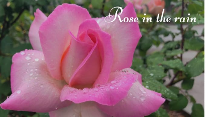 雨の中の薔薇