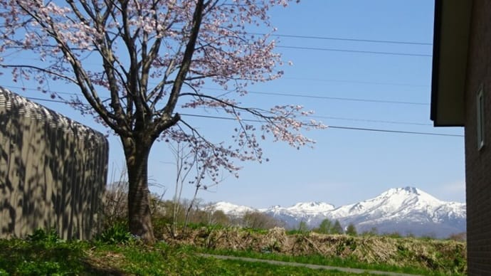 桜咲く