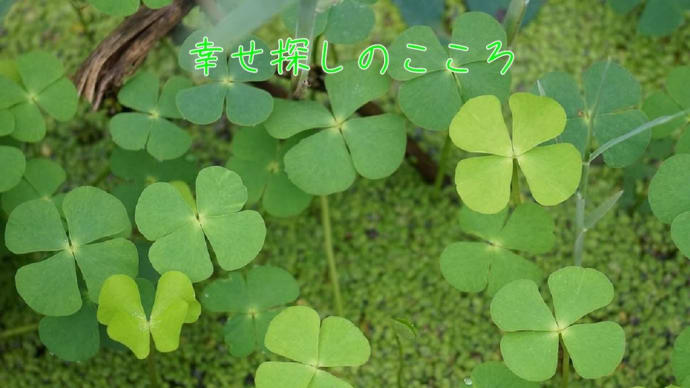 幸せ探しのこころ