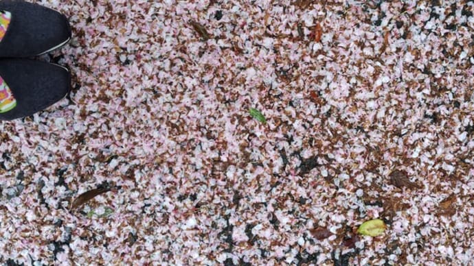 JULIEday前日の雨降りさんぽ①雨粒ついた桜の色づいた実