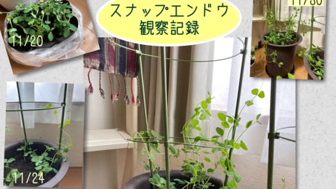 スナップエンドウ成長記録「18日目」
