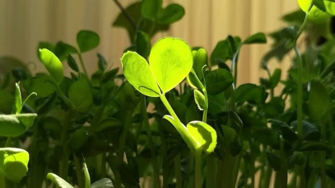 豆苗の森